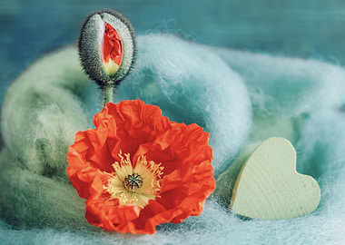 Iceland orange poppy