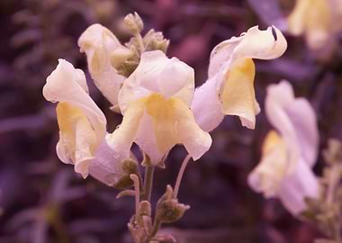 snapdragons in the garden