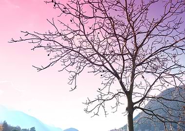 trees without leaves