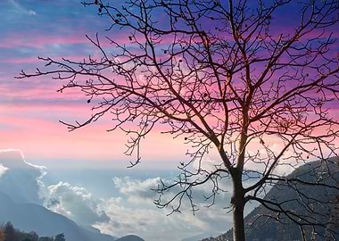 trees without leaves