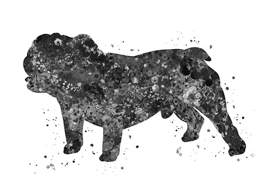 English bulldog puppy