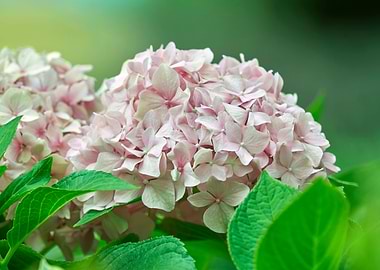 hydrangea in the garden