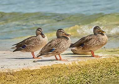 duck on rock at lake