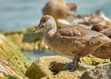duck on rock at lake
