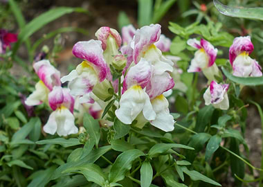 snapdragons in bloom