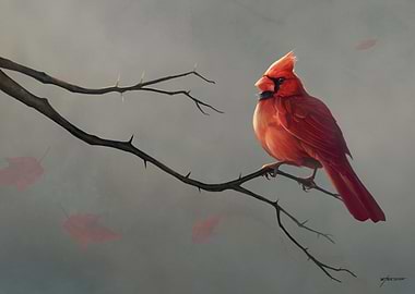 Male Cardinal
