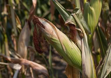 ripe cobs grown