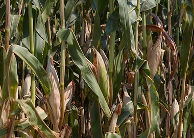 ripe cobs grown