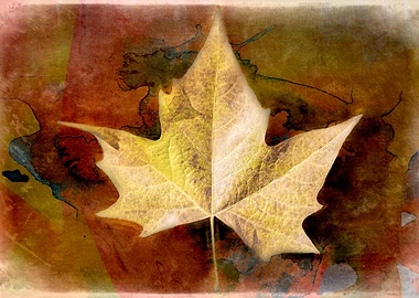autumn leaf background