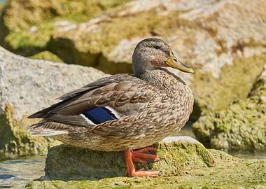 duck on rock at lake