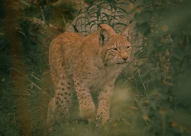 Beautiful Lynx
