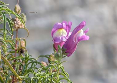 snapdragons in bloom