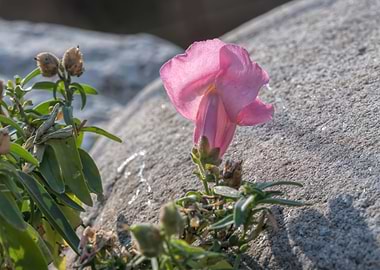 snapdragons in bloom