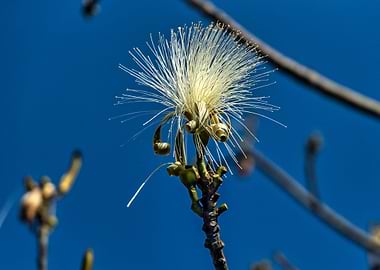 Cuban Spiky flower