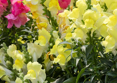 yellow snapdragons