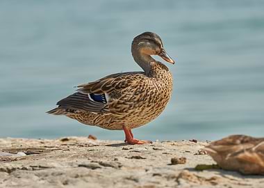 duck on rock at lake