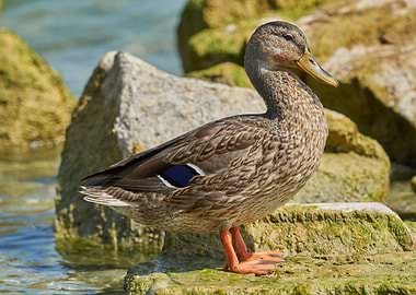 duck on rock at lake