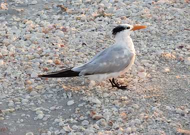 Seagull Posing