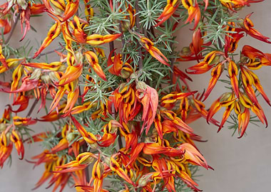 lotus in bloom in spring