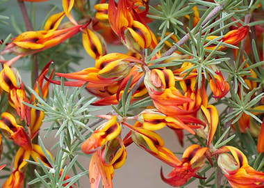 lotus in bloom in spring