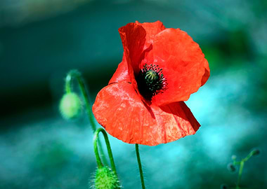 wild poppy in the field