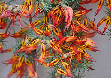 lotus in bloom in spring