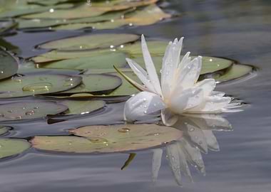 white waterlily on water