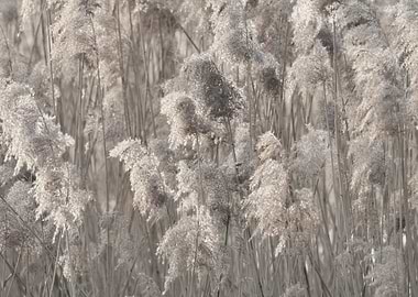 reed in winter