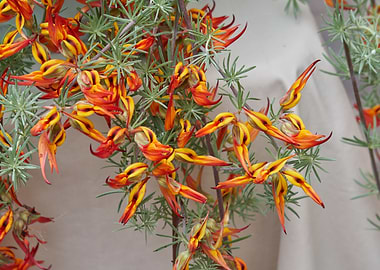 lotus in bloom in spring