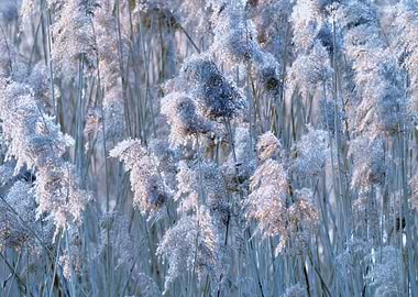 reed in winter