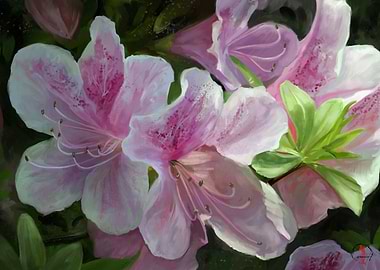White Azaleas