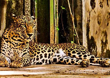 Beautiful Leopard