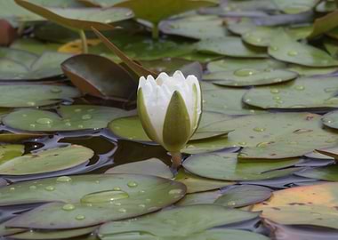 white waterlily on water