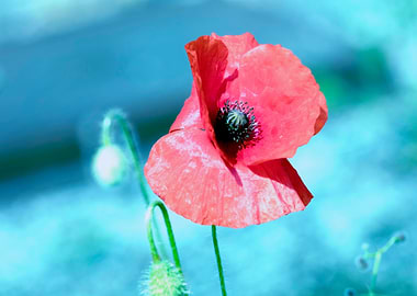wild poppy in the field