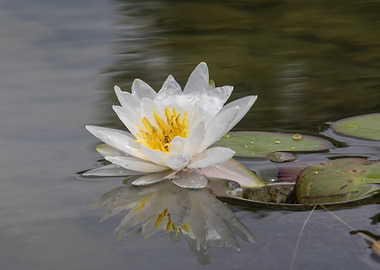 white waterlily on water