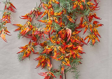 lotus in bloom in spring