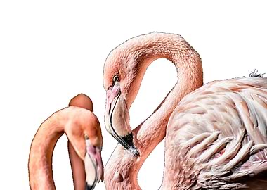 Flamingos