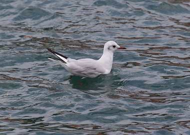 seagull on lake