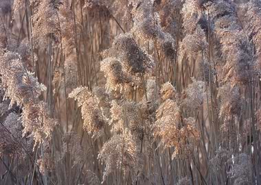 reed in winter