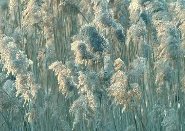 reed in winter