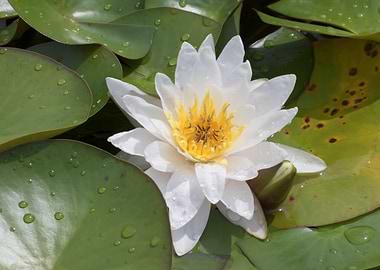 white waterlily on water
