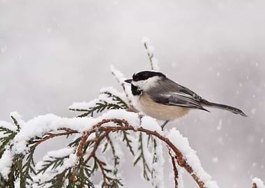 Chickadee in winter