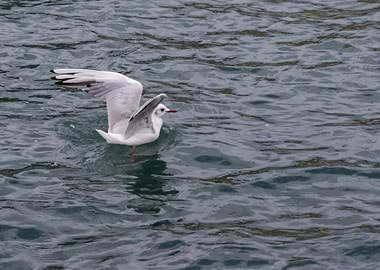 seagull on lake