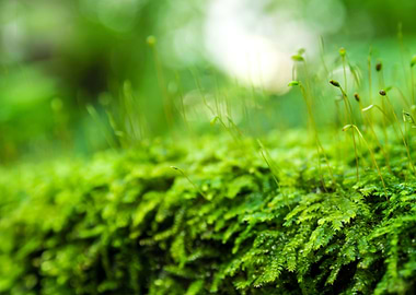 Rainforest moss