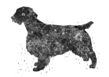 Welsh springer spaniel