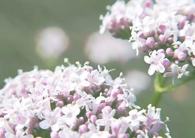 Valeriana Oficinalis