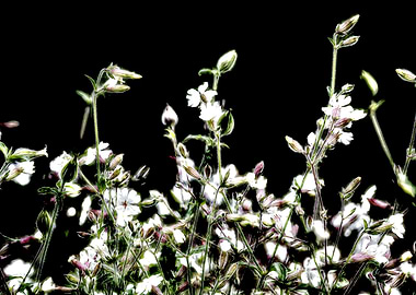wildflower in autumn