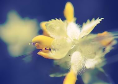 Rhinantus alectorolophus