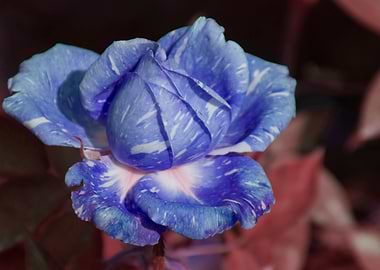 blue rose