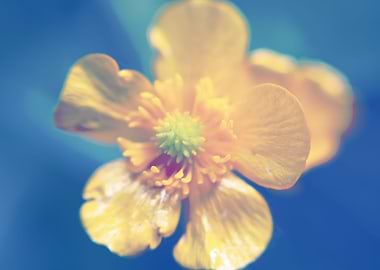 Ranuculus Lanuginosus